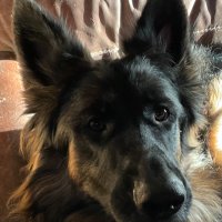 GSD (@2c2h1d) 's Twitter Profile Photo GSD (@2c2h1d) 's Twitter Profile Photo