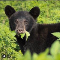 Bearee (@bearee1111) 's Twitter Profile