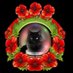 Gucci mainecoon cat (@MainecoonGucci) Twitter profile photo