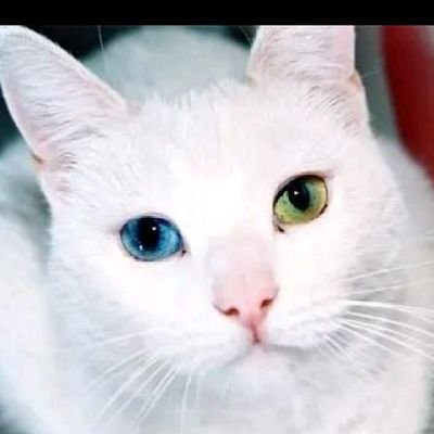 FilsDjidda's profile picture. 