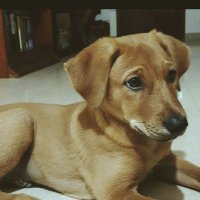 Priya Ranganathan (@docpriyar) 's Twitter Profile