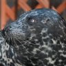 seal_k_ca's profile picture. #東京アザラ部