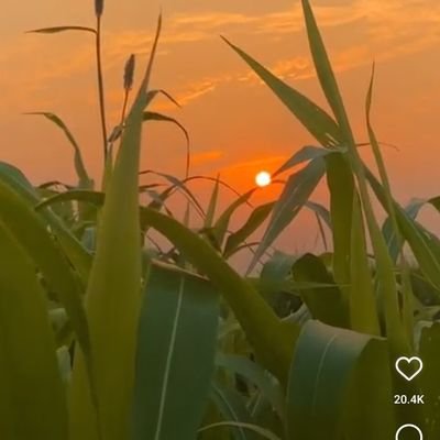 apple7586's profile picture. 