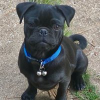 Yunho.Pug (@yunho_pug) 's Twitter Profile