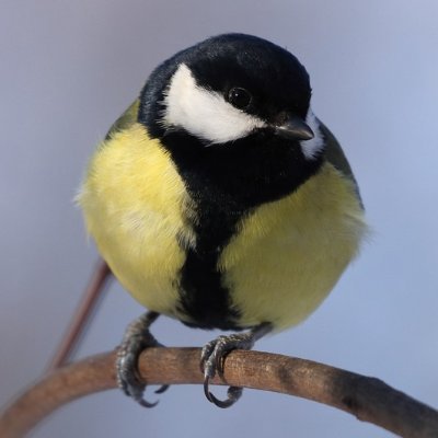 ripiauet's profile picture. "Només tu pots decidir que fer amb el temps que se t'ha donat." - Galadriel (J.R.R. Tolkien)