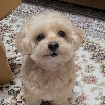 EeeSachi's profile picture. 