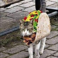 Taco Cat (@paydirt50) 's Twitter Profile