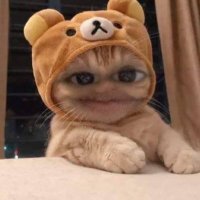 B⁷ ⚖️ CONCURSADA 💅 (@slowllyne) 's Twitter Profile