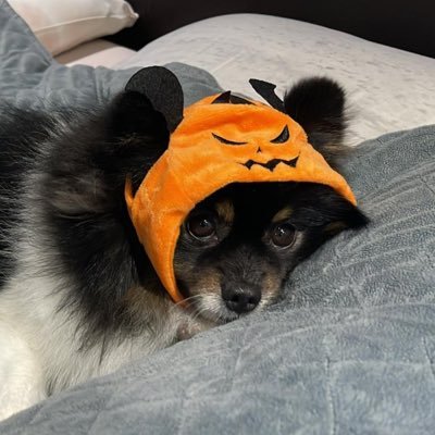 0xNickk's profile picture. 