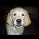 Donna Usher - @Dushpup - Twitter