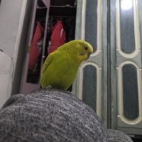 كناري موجب اليمن إب 24 (@abb25mogbb) 's Twitter Profile