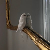 ريم (@reemalouni) Twitter profile photo