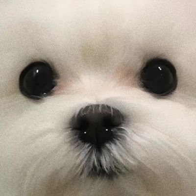 快乐小狗日记