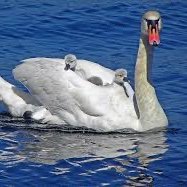 norway_noway's profile picture. 