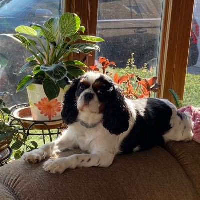 Gmabrdie's profile picture. Gma.Birdie-dreamer of gardens-love dogs, birds-nature-💙Books-postcard writer-activist when possible-no tolerance for far right “cant fix stupid”💙VOTE!