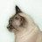 r_sak's profile image