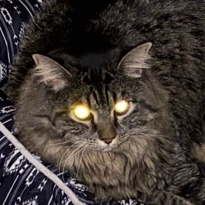 another_amy_'s profile picture. Mom of teenagers. Rescuer of a dog and two cats. Collector of several vacuums.