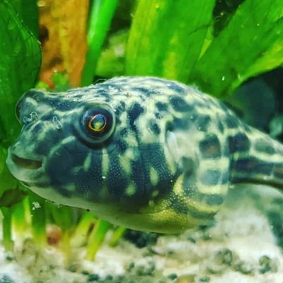 Dad. Husband. Fish and reptile keeper. Forest fan.
IT Security Manager to pay for hobbies. Reader of books,player of silly games. Nerd. Geek. Watch collector.