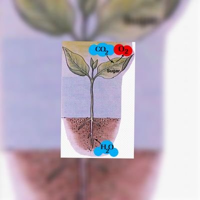 Plant Breeder, interested in Quantitative Genetics, Genomics, TEs, Pangenome, Transcriptomics