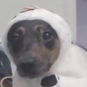 seuleelee's profile picture. brat club l y l she/her l Pedro stan account