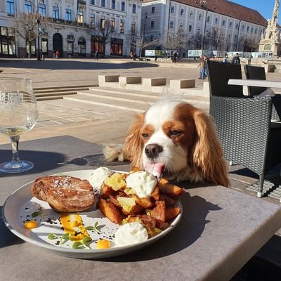 Travelling Europe by train with a dog in tow. Loves hiking, history, local food and beer especially in #dogfriendly bars. currently in #romania.