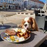 RJonTourUK's profile picture. Travelling Europe by train with a dog in tow. Loves hiking, history, local food, and beer, especially in #dogfriendly bars. currently in #romania.