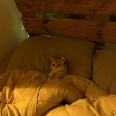 s1mple30210359's profile picture. 