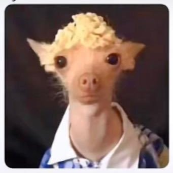 featesy's profile picture. Hate everything that Woke & Cancel Culture represents