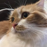 ?? ? (@f6vbvyocmhowatm) 's Twitter Profile