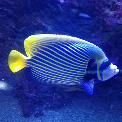 allo_terre's profile picture. 