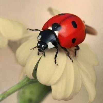 bug_okie's profile picture. America First 🇺🇸 Conservative Mom                                                  God Bless America 🇺🇸 🚫 DM's 🚫Trains