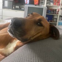 Dark Schuey (@darkschuey) 's Twitter Profile