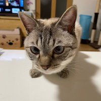 香川県の福祉用具屋さんです (@p3zykx5flselepr) 's Twitter Profile