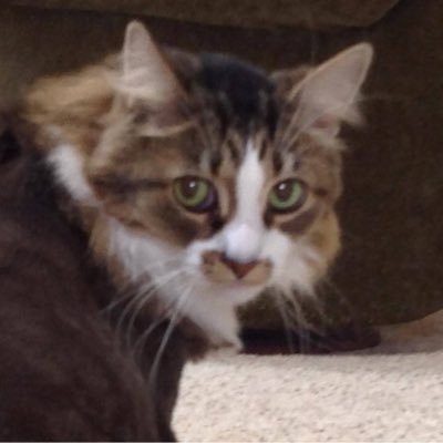 kz_jules's profile picture. I stand for Truth and our Constitution