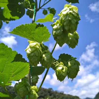 ビールが好きでホップも作ってみました🙄