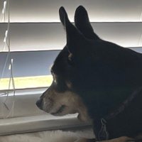 jl Houston (@navyhoustongal) 's Twitter Profile