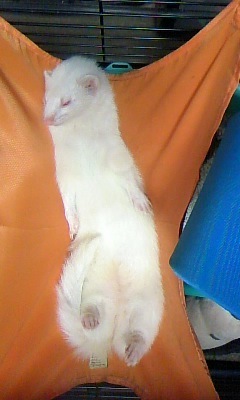 chime36987's profile picture. ＬＯＶＥッ☆ゼガイといいます(＾ω＾)たまにしかつぶやかないかもしれませんが宜しくですー☆しかもへんなこといってたらごめんなさい。