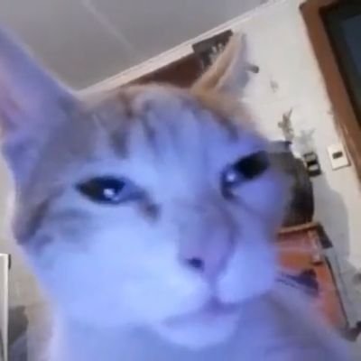 IvanSxil's profile picture. 90% memes 10% no se