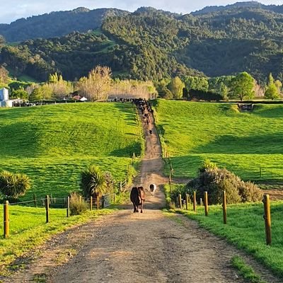 OAD owner operators in Paeroa supplying A2 milk and LWP certified.  Cornish Expat. Mother to two angel cherubs. Full time farmer.  ITM