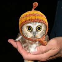 Socrates the Python (@sir_breaksalot) 's Twitter Profile Photo Socrates the Python (@sir_breaksalot) 's Twitter Profile Photo