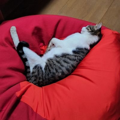 まかろにすきーさんのプロフィール画像