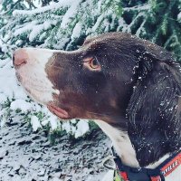 Kim Dwyer (@kimdwyer_ssw) 's Twitter Profile Photo