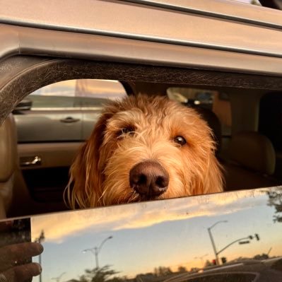 Logathis's profile picture. garden variety online leftist