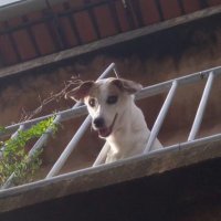 chaveir0 (@viniciuspaiim) 's Twitter Profile