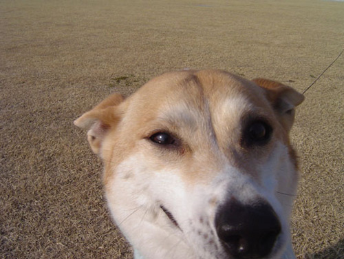 bu_chi_inu's profile picture. 音楽好き、アート、食に興味ありのパッケージデザイナー。犬猫DJコンビPuchiinu＆Saymaの犬の方。好きなミュージシャンはカーネーション、ムーンライダーズ、冗談伯爵、Soggy Cheerios、The Cardigans、The La's 、Eggstone、Orange Juice 他いろいろ。