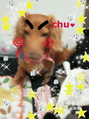 hana878716's profile picture. 🐶M・ダックスはな（2017,3,26🌈16才8ヶ月） 2018,1,14から保護猫と暮らし始め、1人2人と増殖中😽♡意味のないひとりごとや、はなの事、にゃんずの事、山登りの事、誰にも言えない心のもやもやも呟いてます(*´-`)