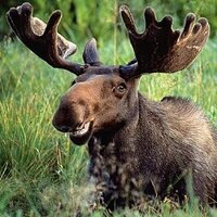 David Moose (@moosedoff) 's Twitter Profile