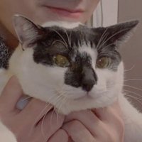 火燵 in the Daytime (@kotatsudaytime) 's Twitter Profile