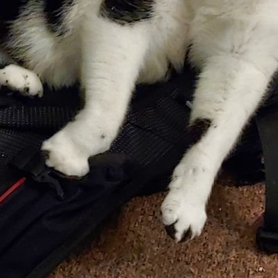 Cat_pawpads's profile picture. Cat  paws.
That is all.
🐱🐈🍞