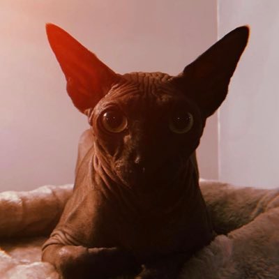Osiris Enrique The Cat Profile